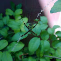 Signature Spider, Garden Spider
