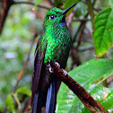 Green-crowned Brilliant male