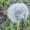 Dandelion (seed head)