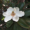 Magnolia flower