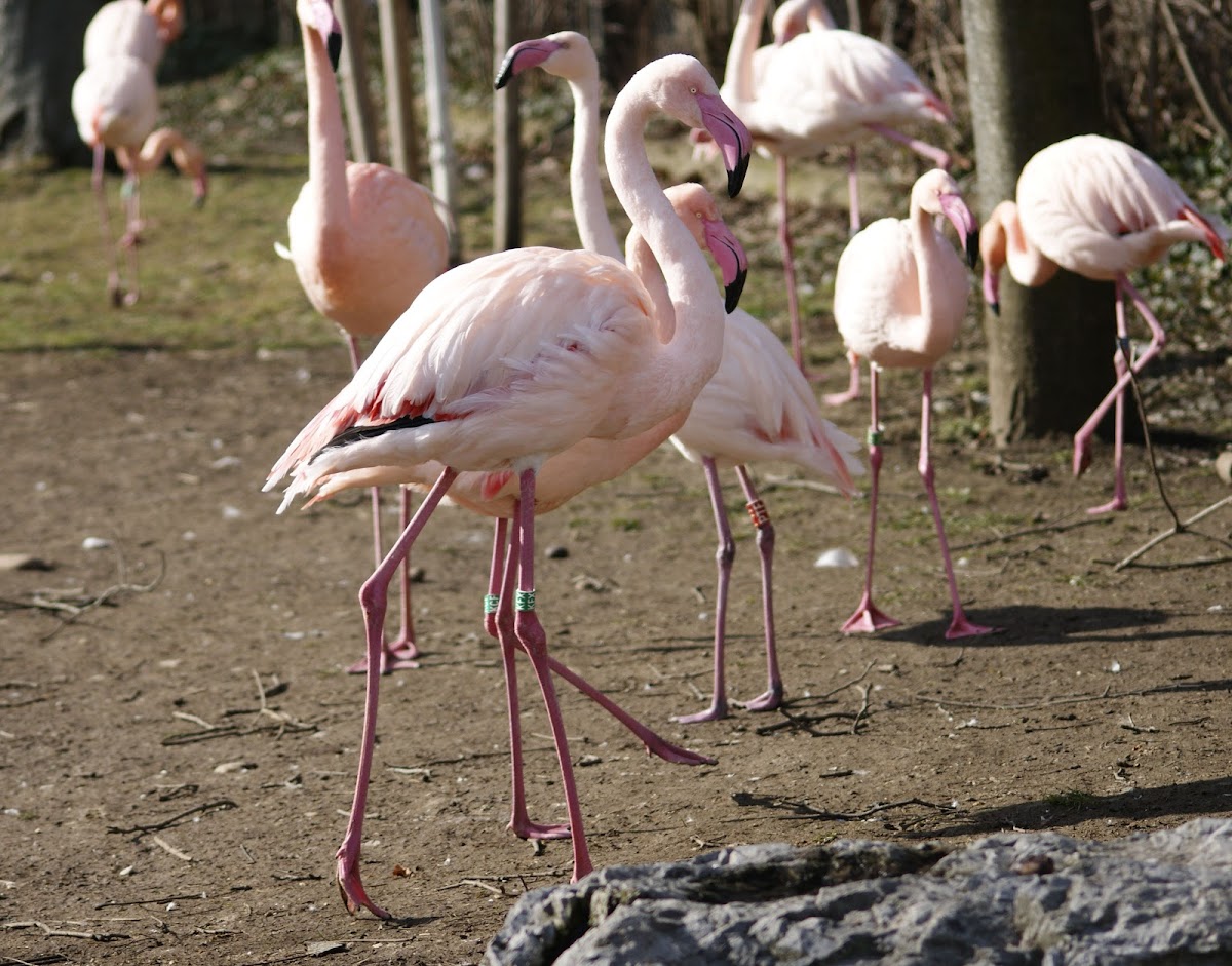 Greater Flamingo