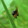 Sapromyza sciomyzina