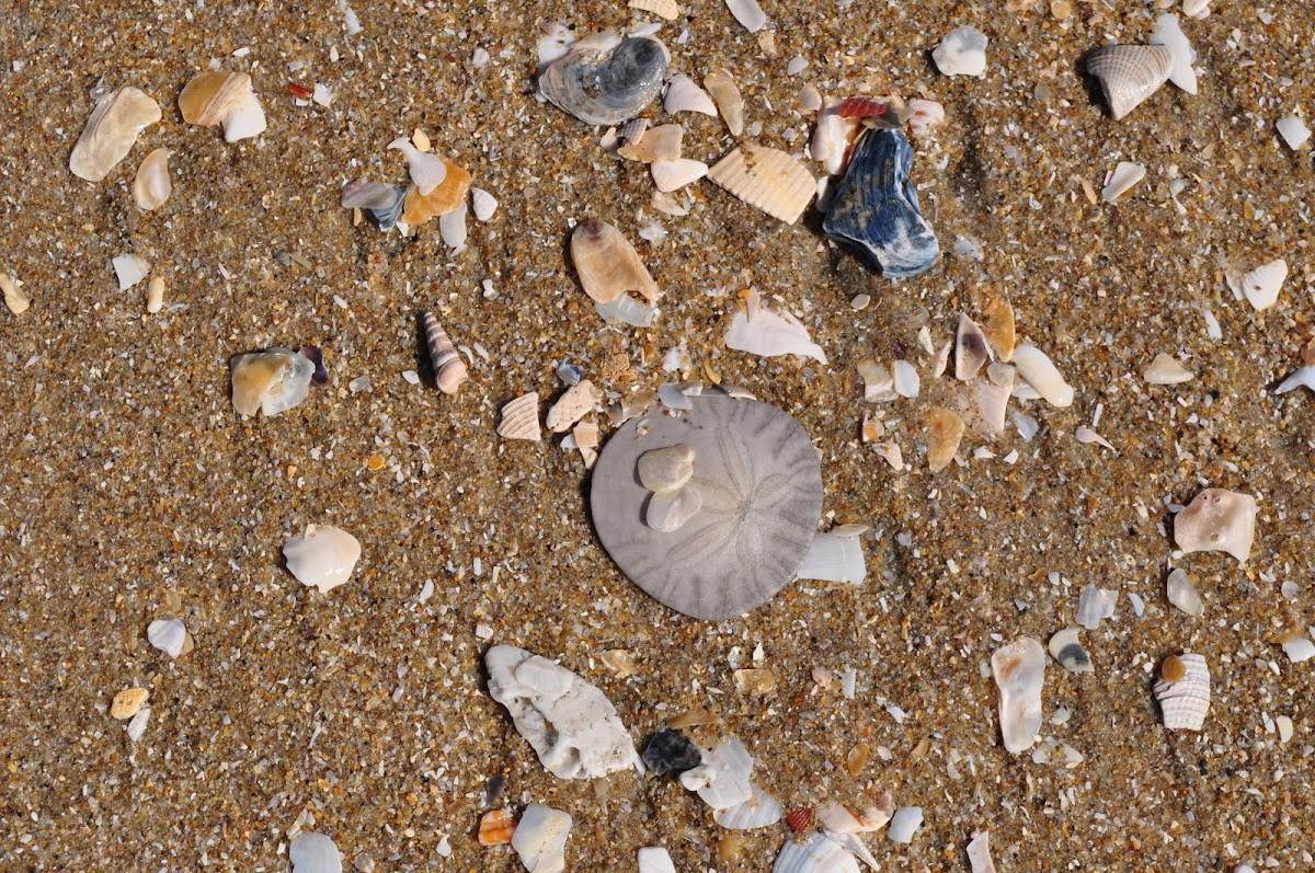 Sand Dollar