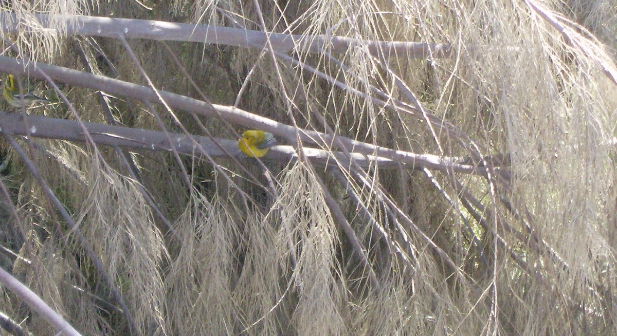 Prothonotary Warbler