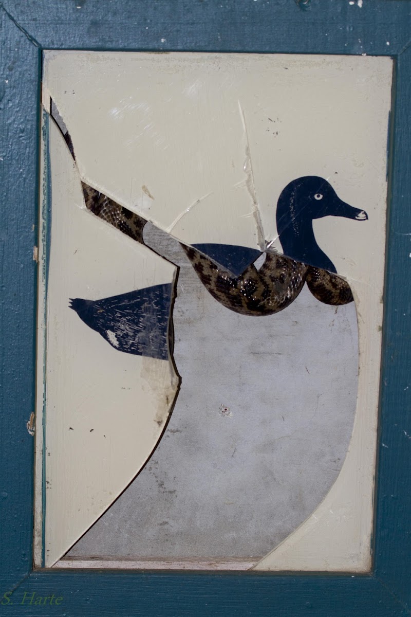 Spotted Python inside a bird ID board
