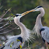 great blue herons