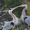 great blue herons