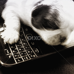 sleeping in my phone by Johann Nicholas - Animals - Dogs Puppies