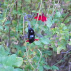 Western carpenter bee