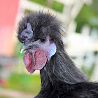 Silkie Chicken