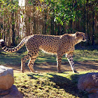 Cheetah