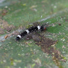 caterpillar