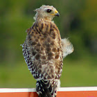 Red-shouldered Hawk