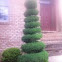 Topiary Tree