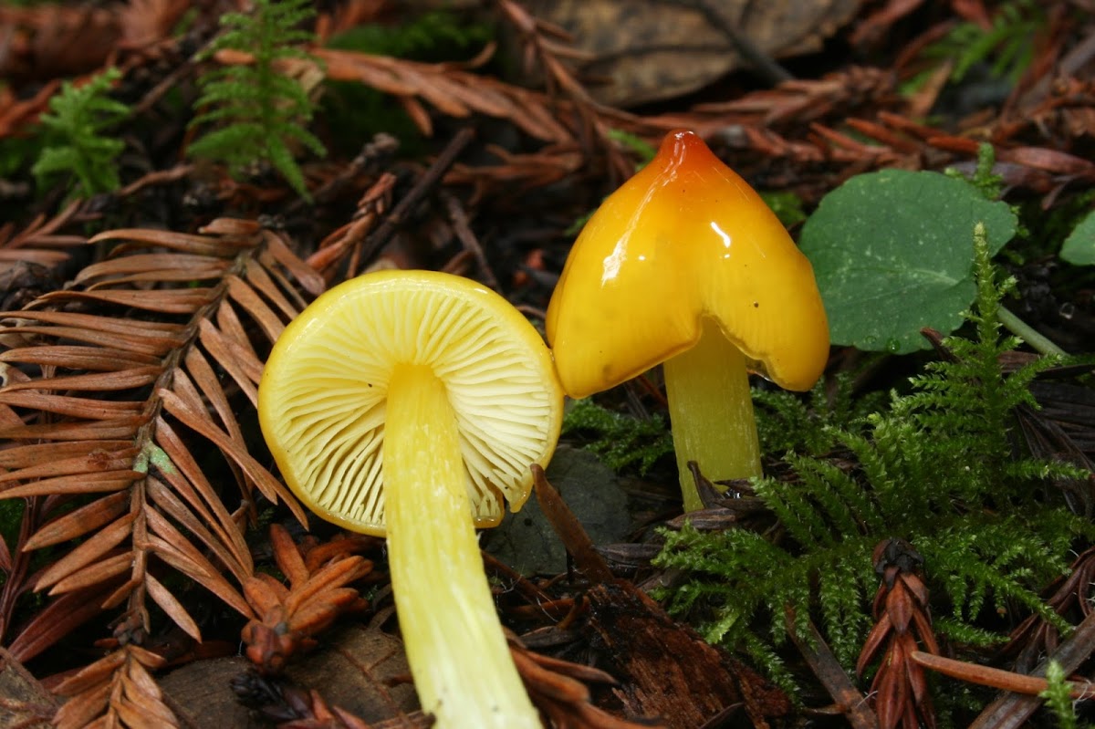 Persistent Waxycap