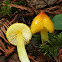 Persistent Waxycap