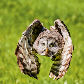 by Nigel Atkins - Animals Birds