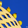 Canário-da-terra-verdadeiro (Saffron Finch)