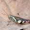 Rufous-legged Grasshopper