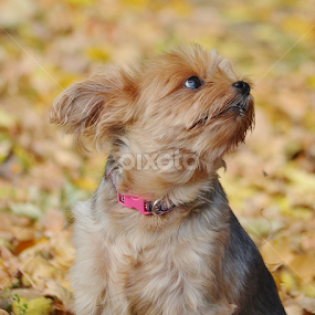 I Love you  by Joey Chen - Animals - Dogs Portraits
