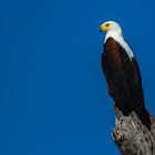 African fish eagle