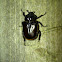 Hermit beetle