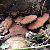 Southern bracket fungus