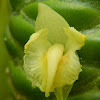 Beehive Ginger Flower