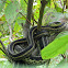 Garter Snake