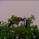 The Indian Blue peacock