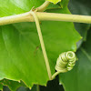 Chestnut vine / Lizard vine