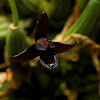 Black Orchid