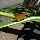Woodland Skipper (butterfly)