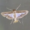 Diaphania moth