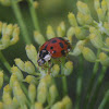 Multicolored Asian Lady Beetle with Laboulbeniales fungus