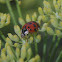 Multicolored Asian Lady Beetle with Laboulbeniales fungus