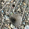 Ant Lion Pit