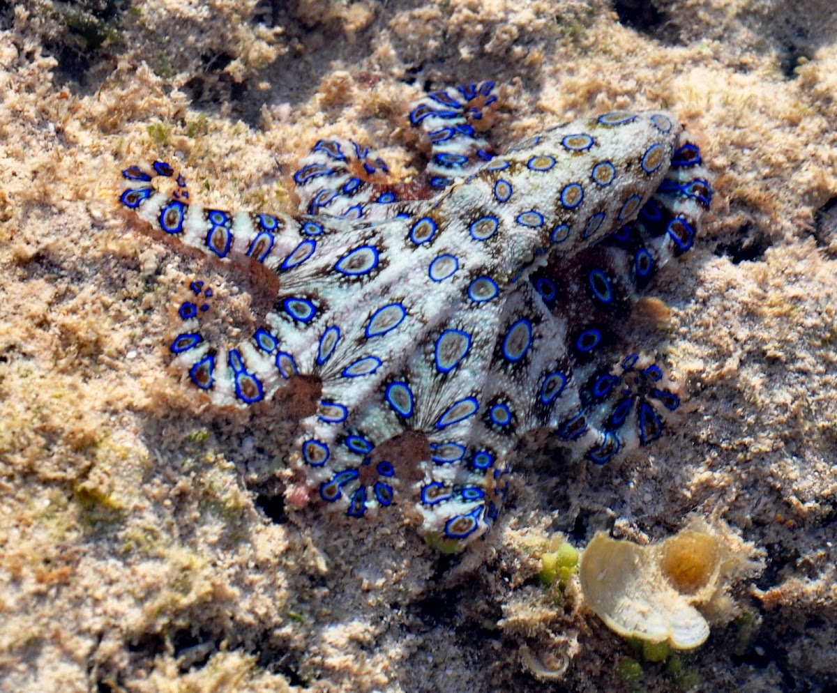 Blue Ring Octopus