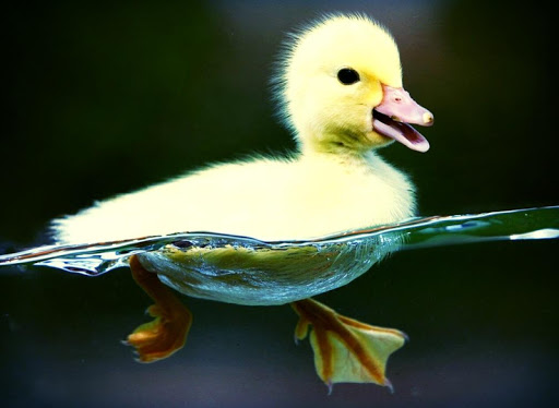 免費下載個人化APP|Beautiful Duck Live Wallpaper app開箱文|APP開箱王