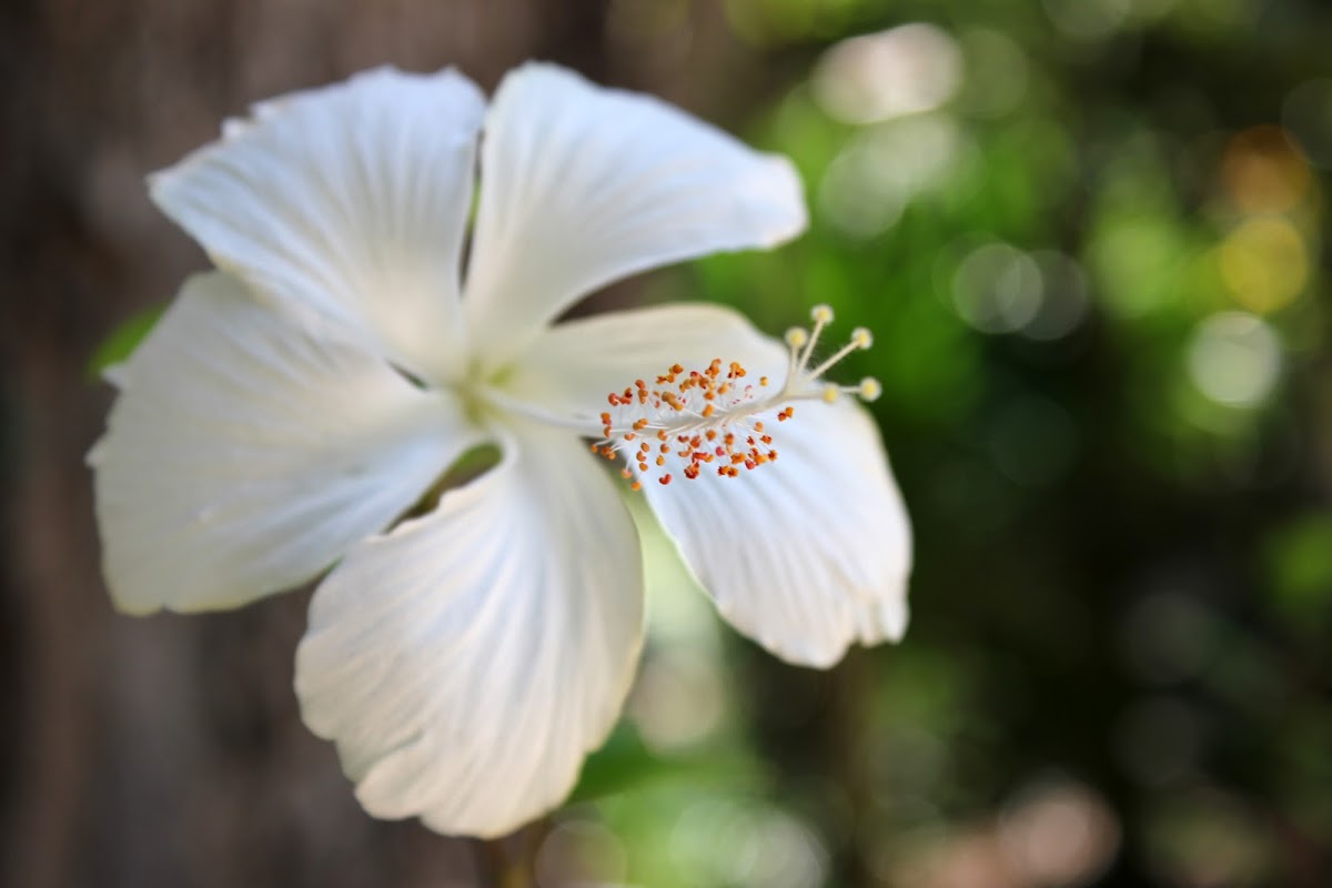 White Hibiscus