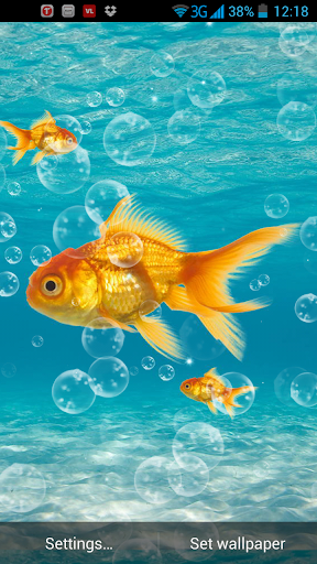 Gold Fish Live Wallpaper