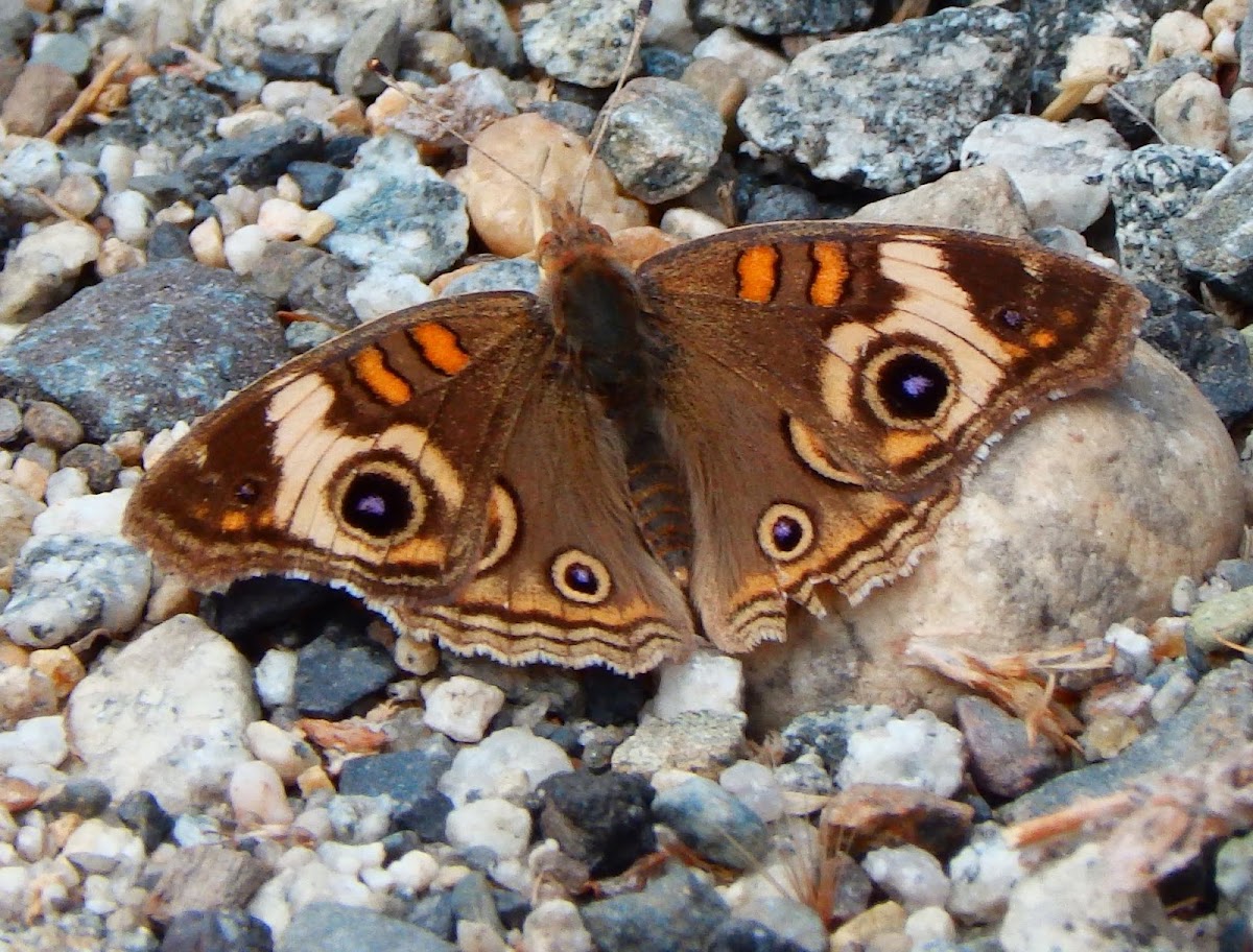 Common Buckeye