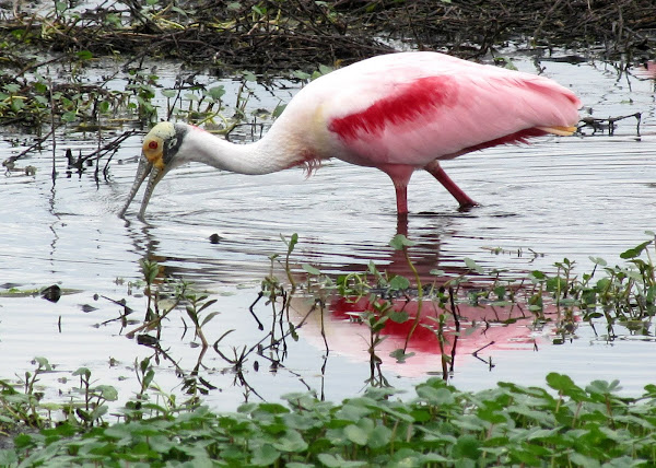 Roseate Spoonbill | Project Noah