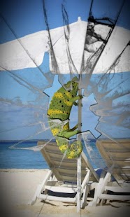 Download Beach chameleon live wallpaper APK for Android