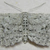 Dotted Gray Moth