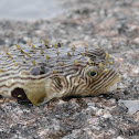 Porcupinefish