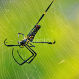 Stretching up a bit.. by Anoop Namboothiri -  