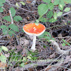 Sickener / Vomiting Russula