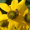 Common Honey Bee
