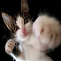 Funny cat pictures icon